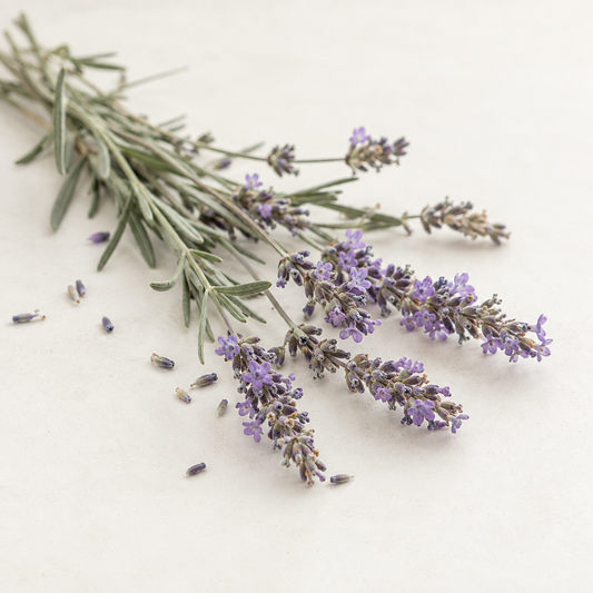 Branche de lavande sauvage violet clair avec feuilles vert-gris, posée sur fond clair.