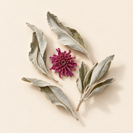 Feuilles de sauge blanche et petite fleur de dahlia séchée magenta sur fond ivoire.
