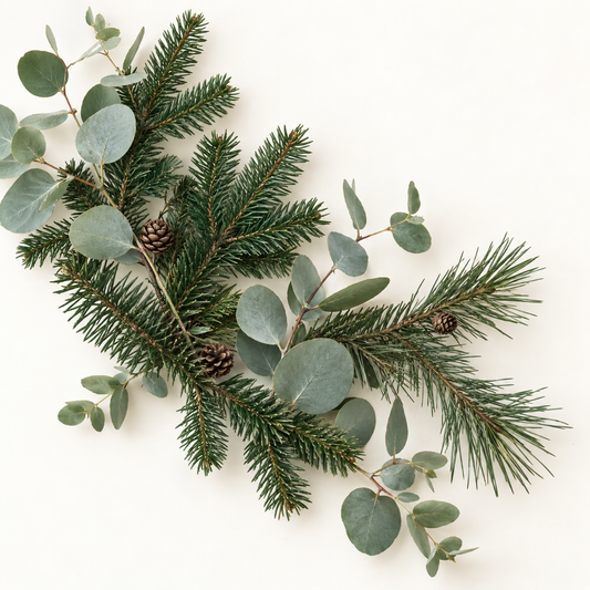 Branche de conifères verts avec petites pommes de pin et feuillage d'eucalyptus gris-vert.