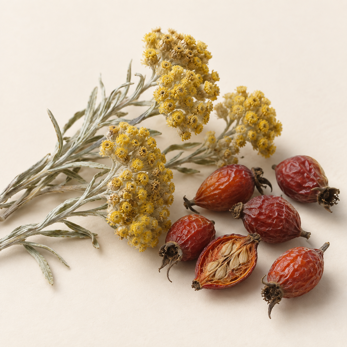 Fleurs séchées jaunes d’hélichryse et fruits rouges de rose musquée sur fond beige.