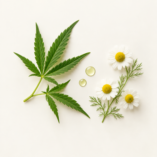 Feuille verte de chanvre, fleurs blanches de camomille, gouttes claires de sérum sur fond blanc.