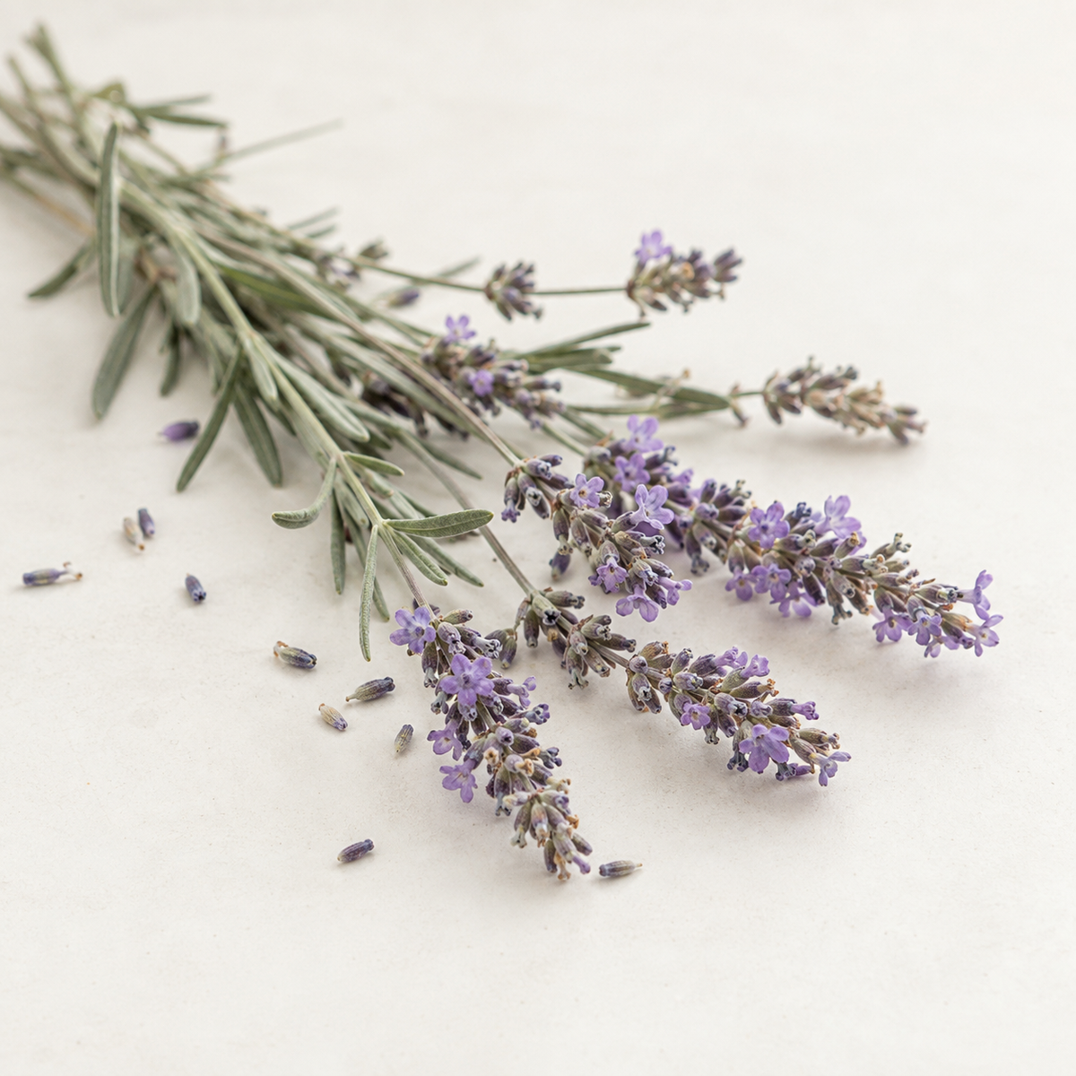 Branche de lavande sauvage violet clair avec feuilles vert-gris, posée sur fond clair.