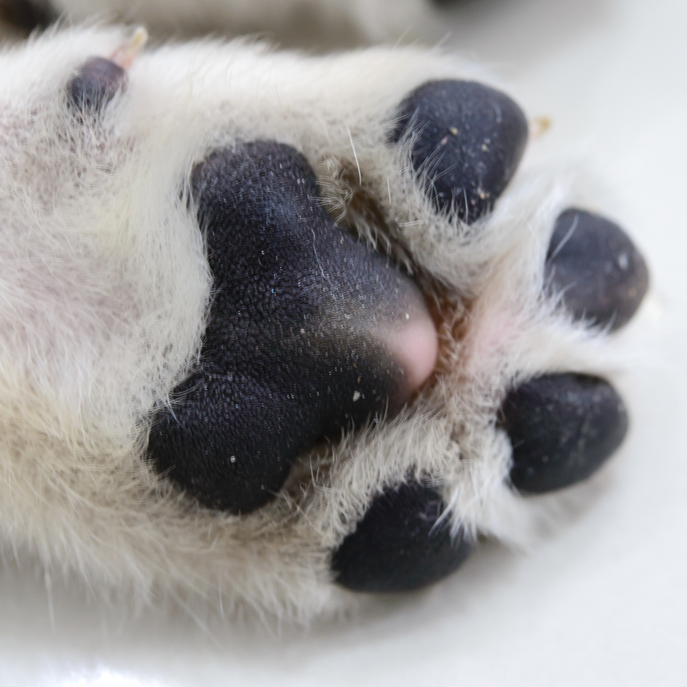 Coussinets de patte d'animal, baume naturel ORÉRA, éco-luxe québécois, soins sans cruauté.