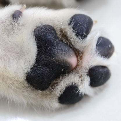 Coussinets de patte d'animal, baume naturel ORÉRA, éco-luxe québécois, soins sans cruauté.