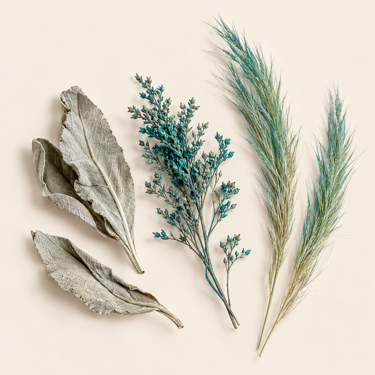 Feuilles de sauge blanche et fleurs séchées bleu-vert sur fond ivoire.