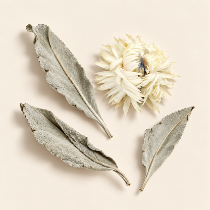 Composition botanique : feuilles de sauge argentées et fleur séchée crème sur fond ivoire.